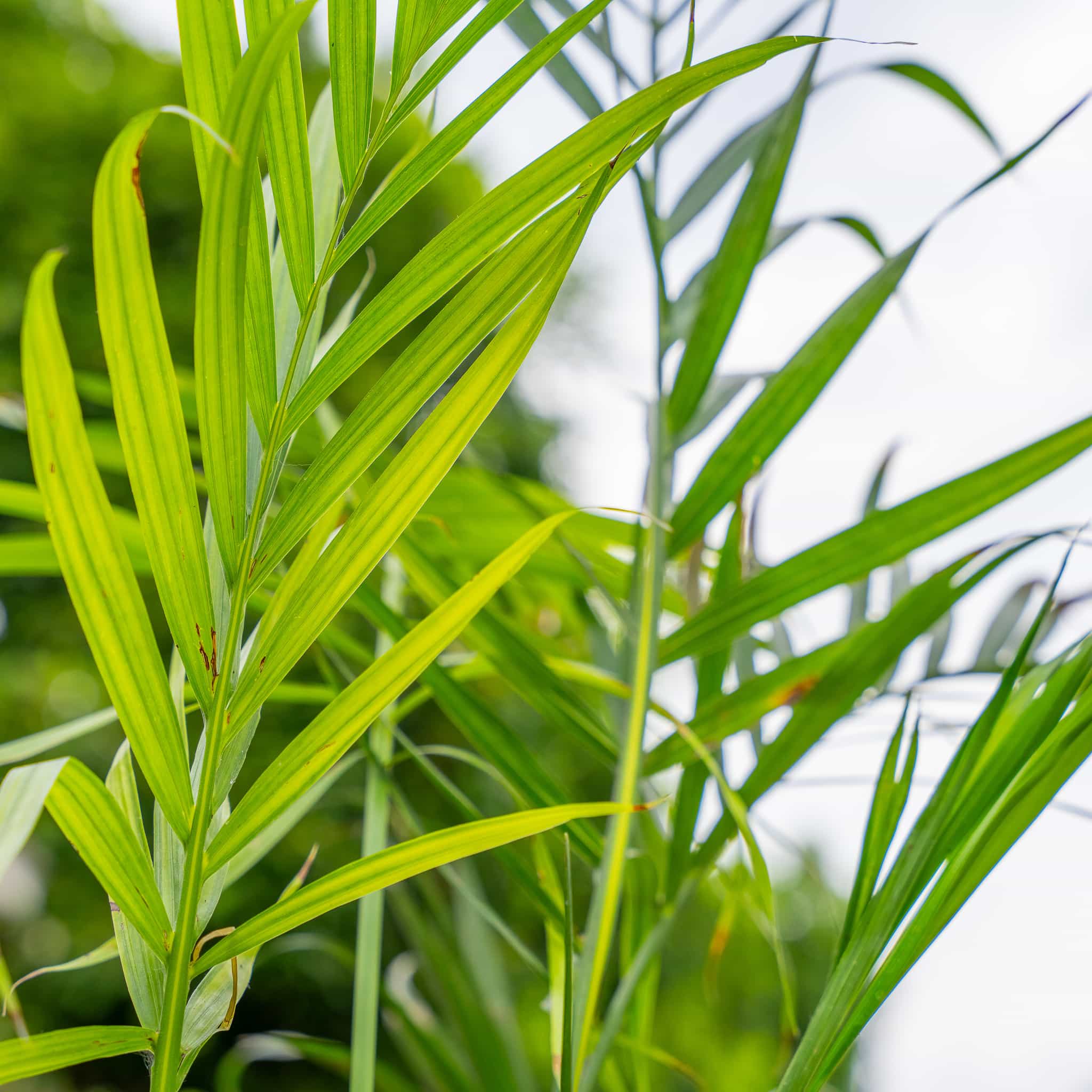 Cat Palm Palm Tree Moon Valley Nurseries