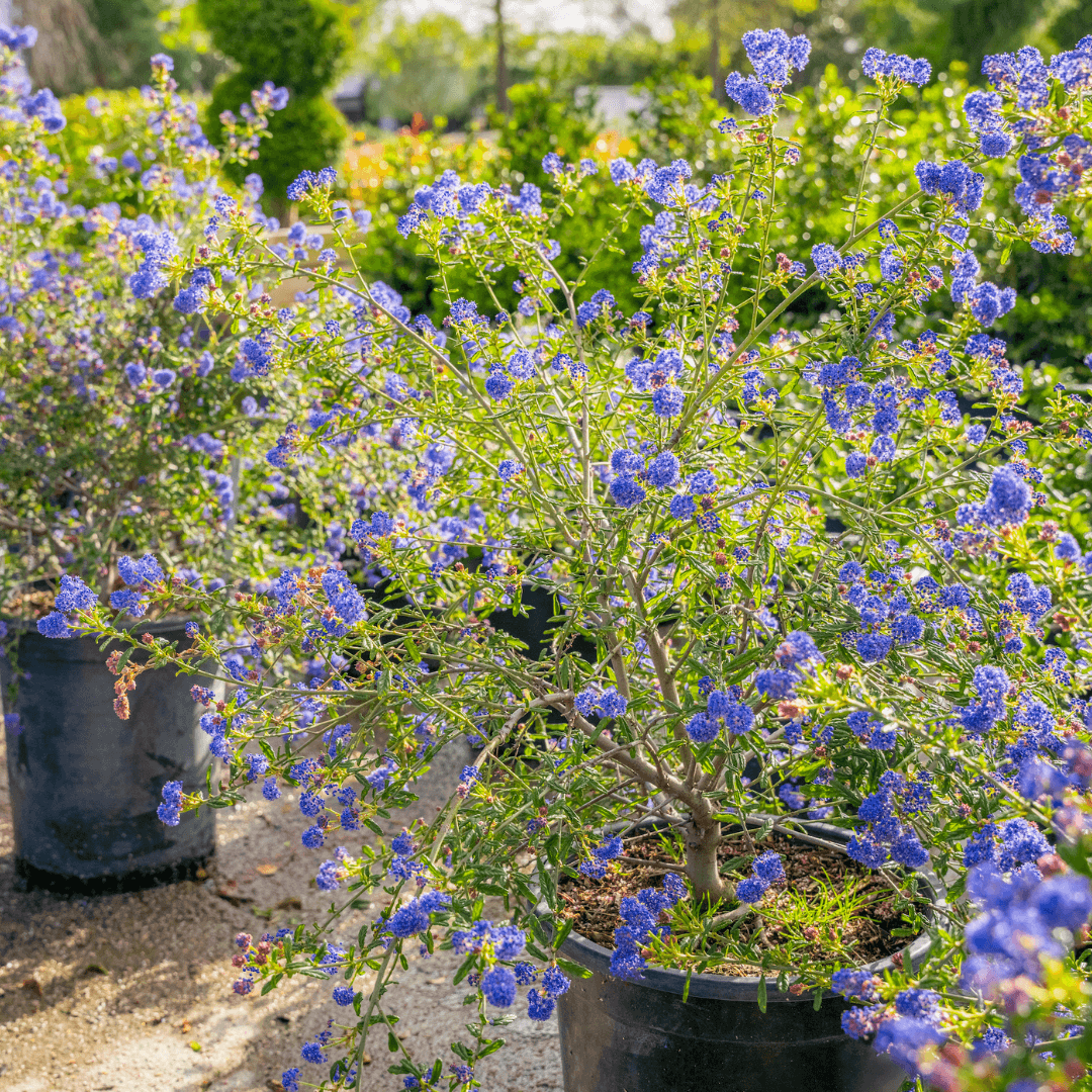 Ceanothus Shrubs