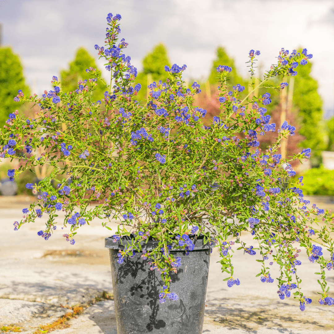 Ceanothus Shrubs