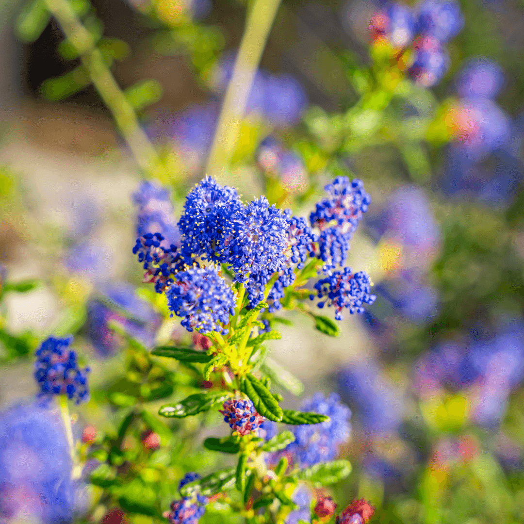 Ceanothus Shrubs