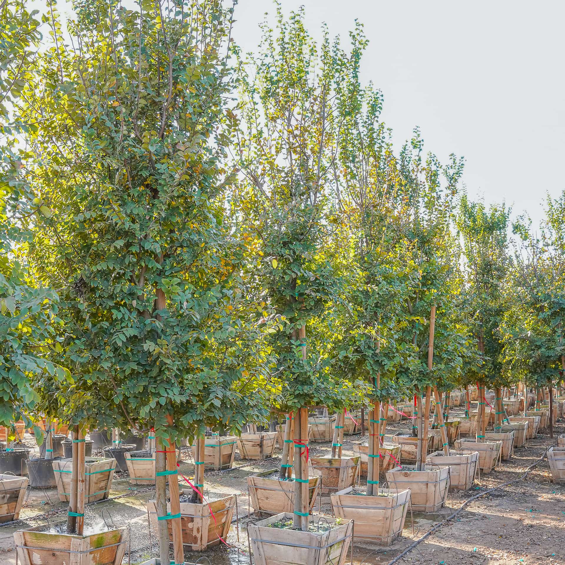 Cedar Elm