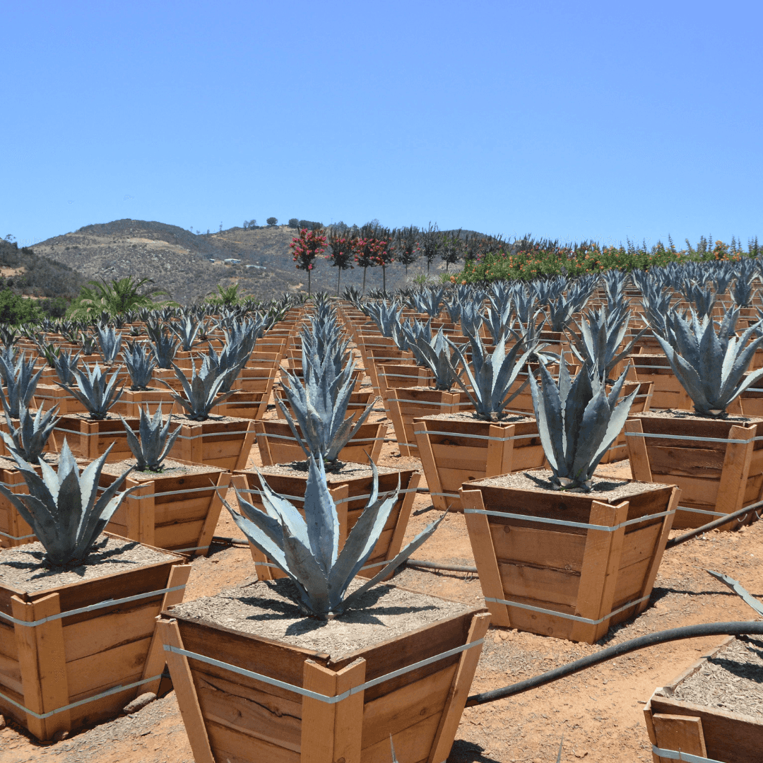Century Plants