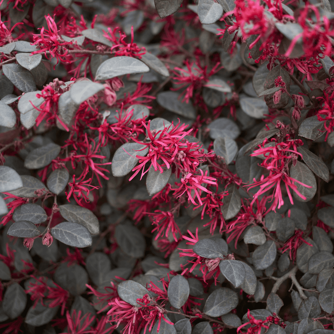 Beautiful Blooming Dense Cerise Charm Loropetalum Plant with Pink Flowers