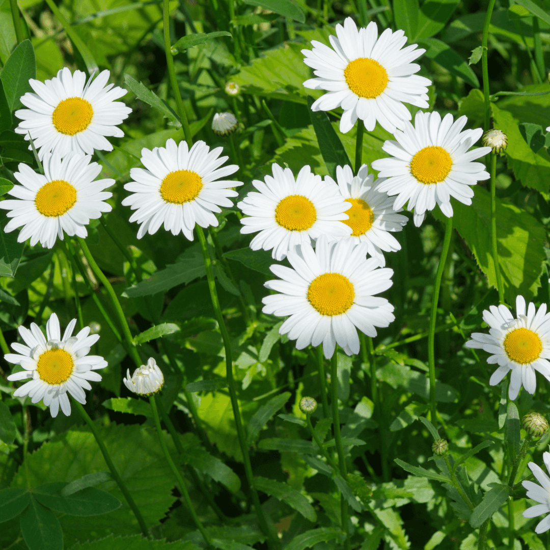 Colorful Chamomile Flowers Planted
