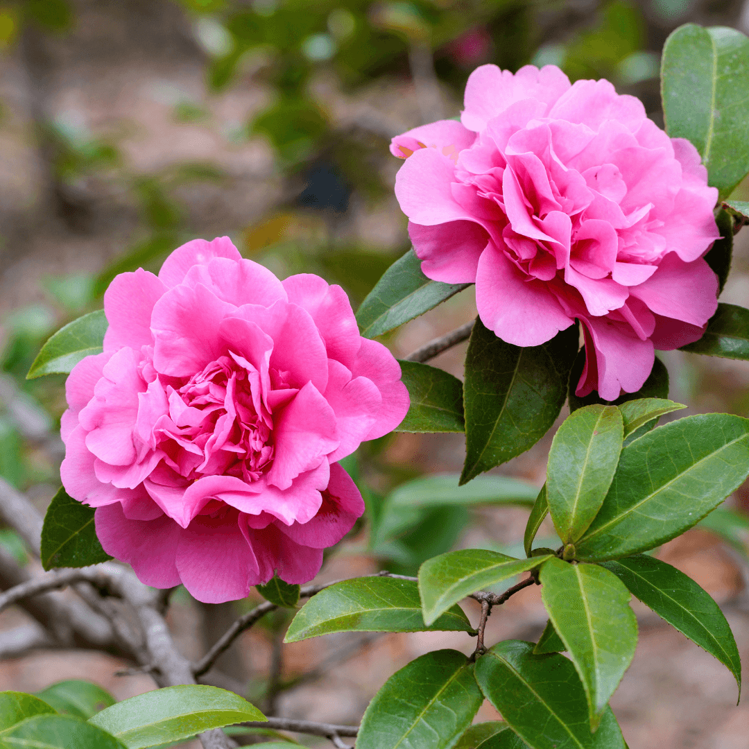 Beautiful Blooming Chansonette Camellia Plant With Vibrant Pink Flowers 