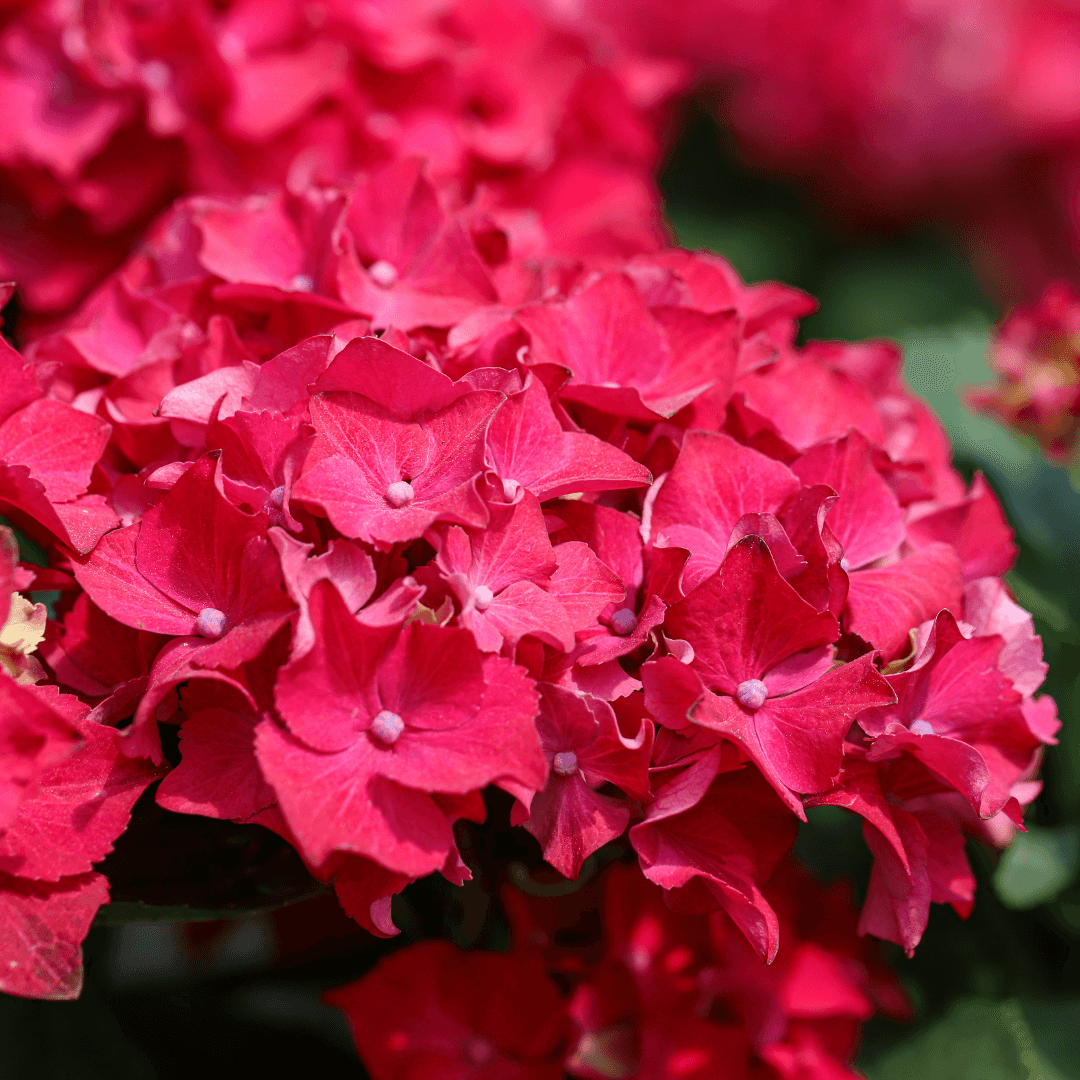 A Blooming Hydrangea macrophylla 'Cherry Explosion' Plant With Vibrant Red Blooms 
