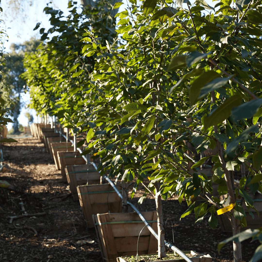Multiple Lapins Cherry Trees in Nursery Aisle 