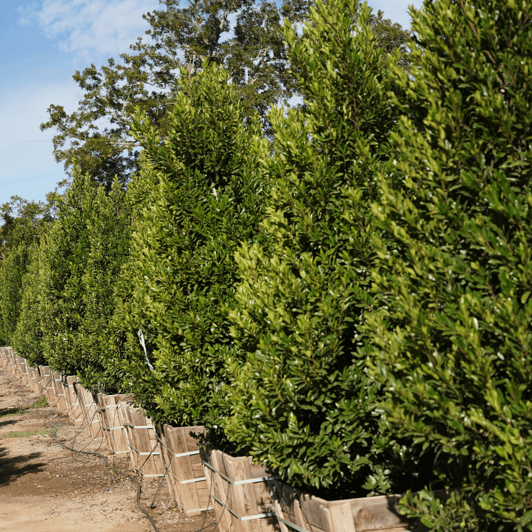 Multiple Mature Dense Cherry Laurel Hedge Plants in a Nursery Aisle