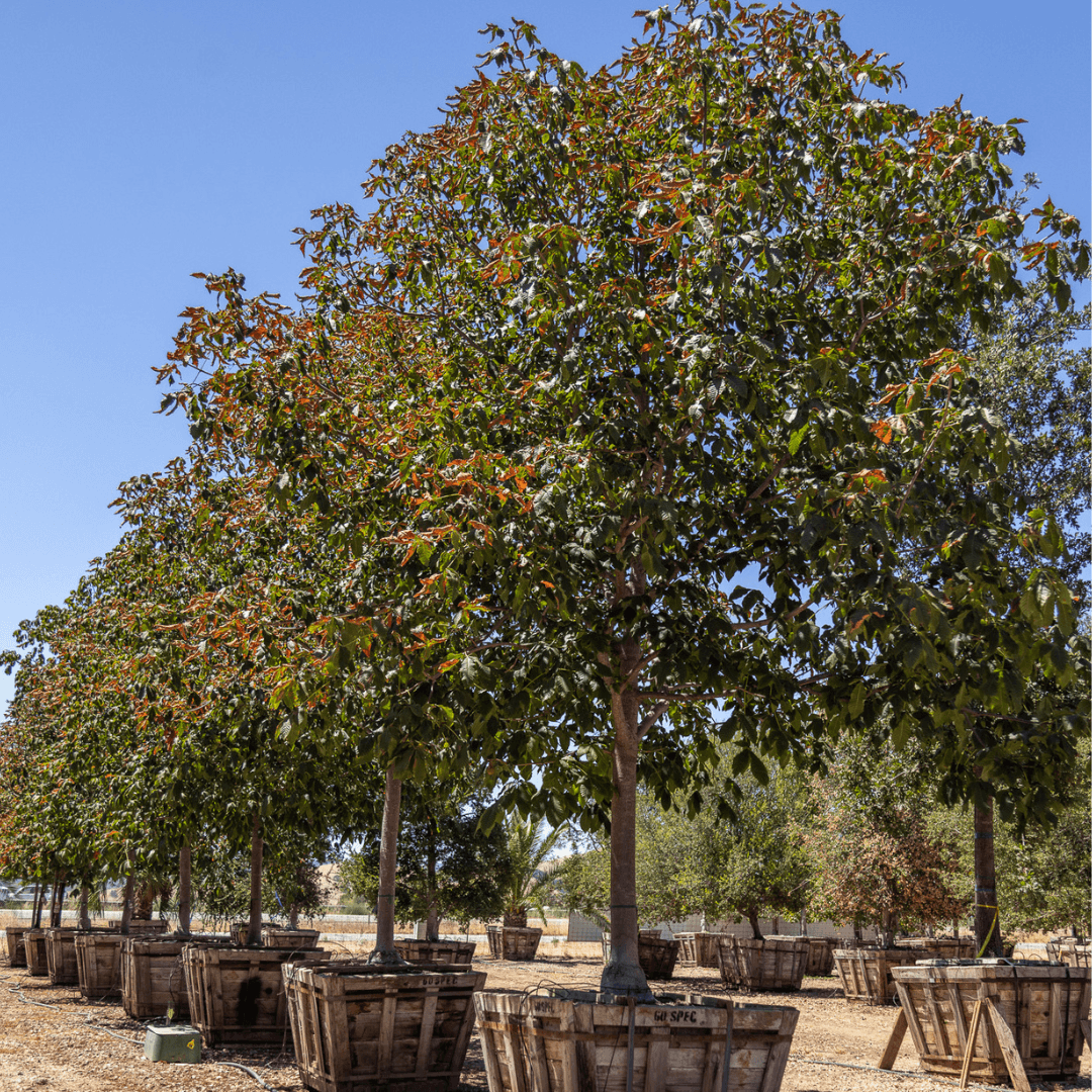 Multiple Large Mature Chestnut Trees in Nursery Row 