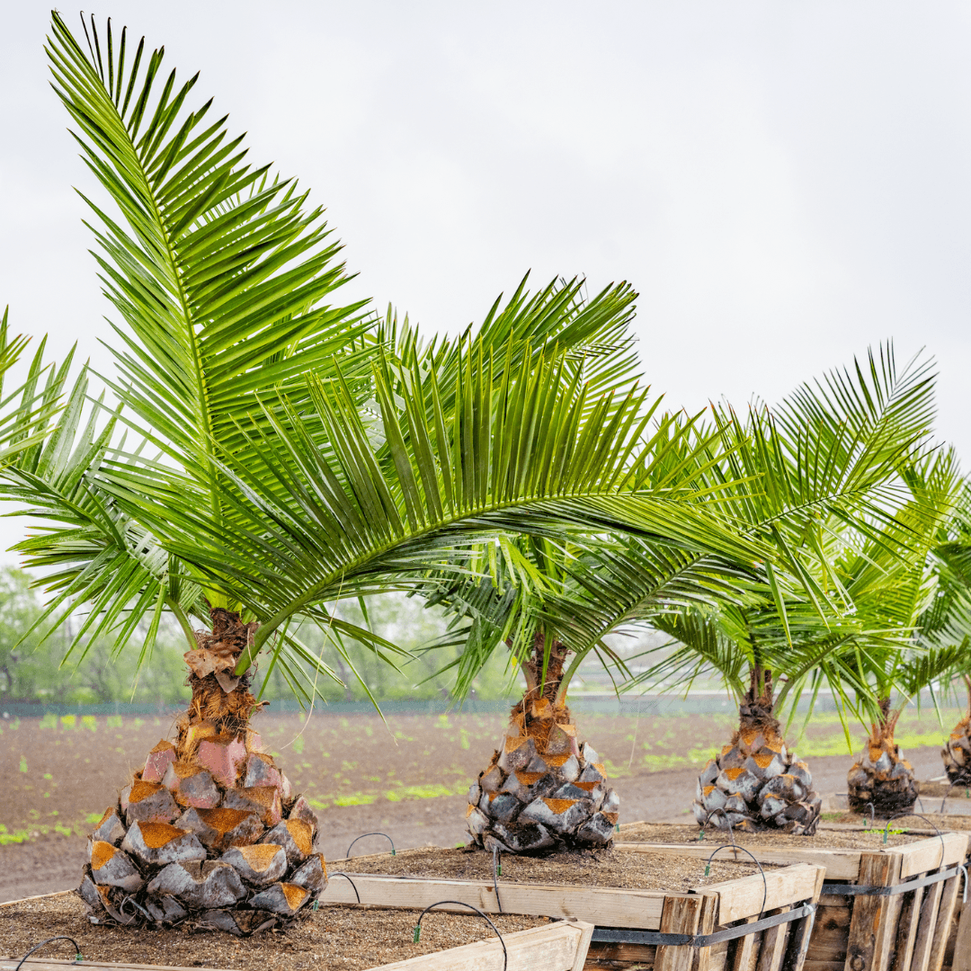 Chilean Wine Palms