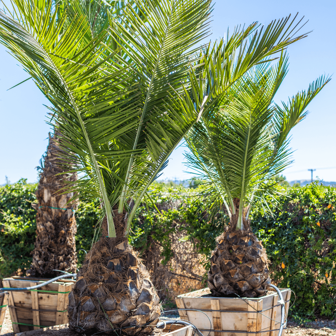 Chilean Wine Palms