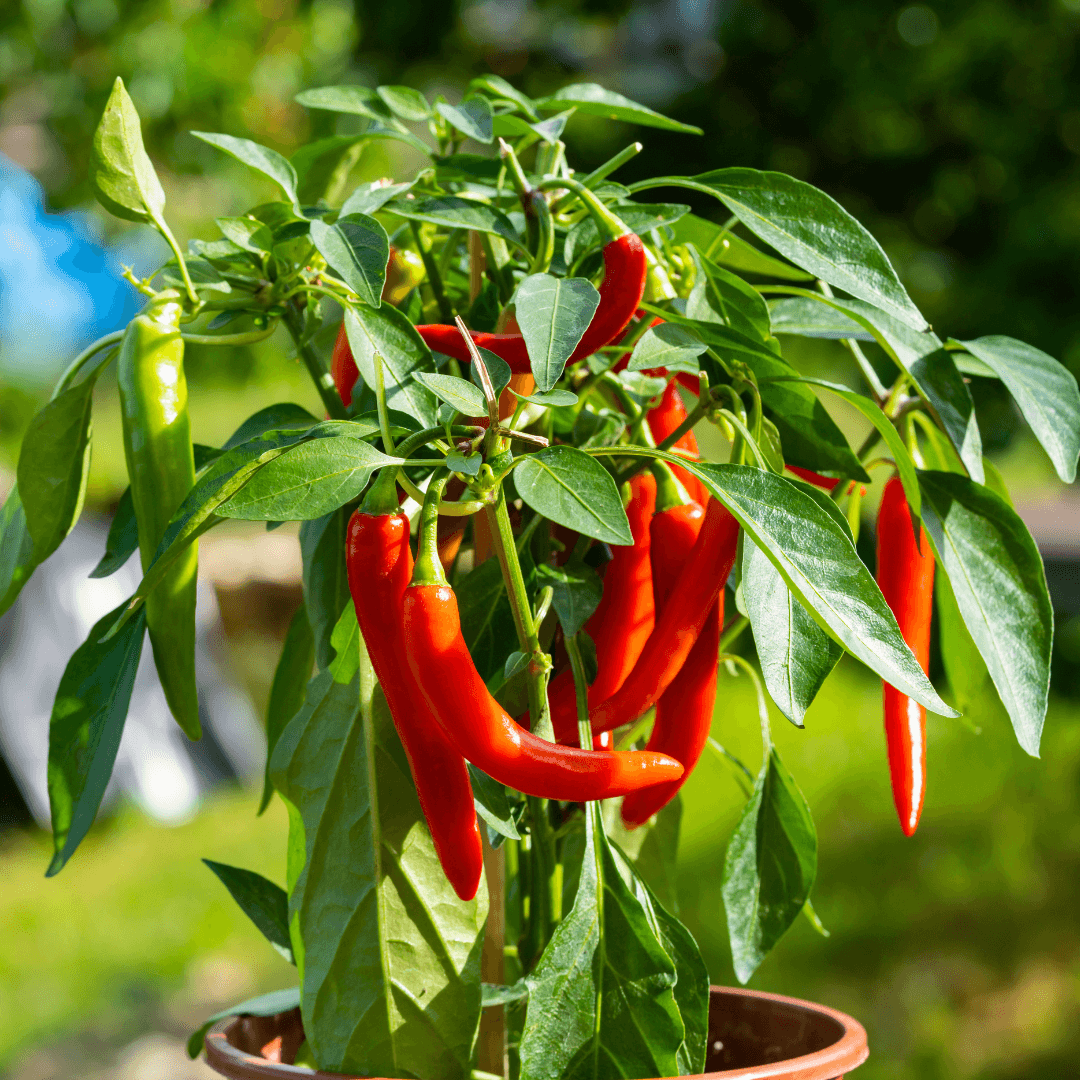 Colorful Leafy Chili Plant