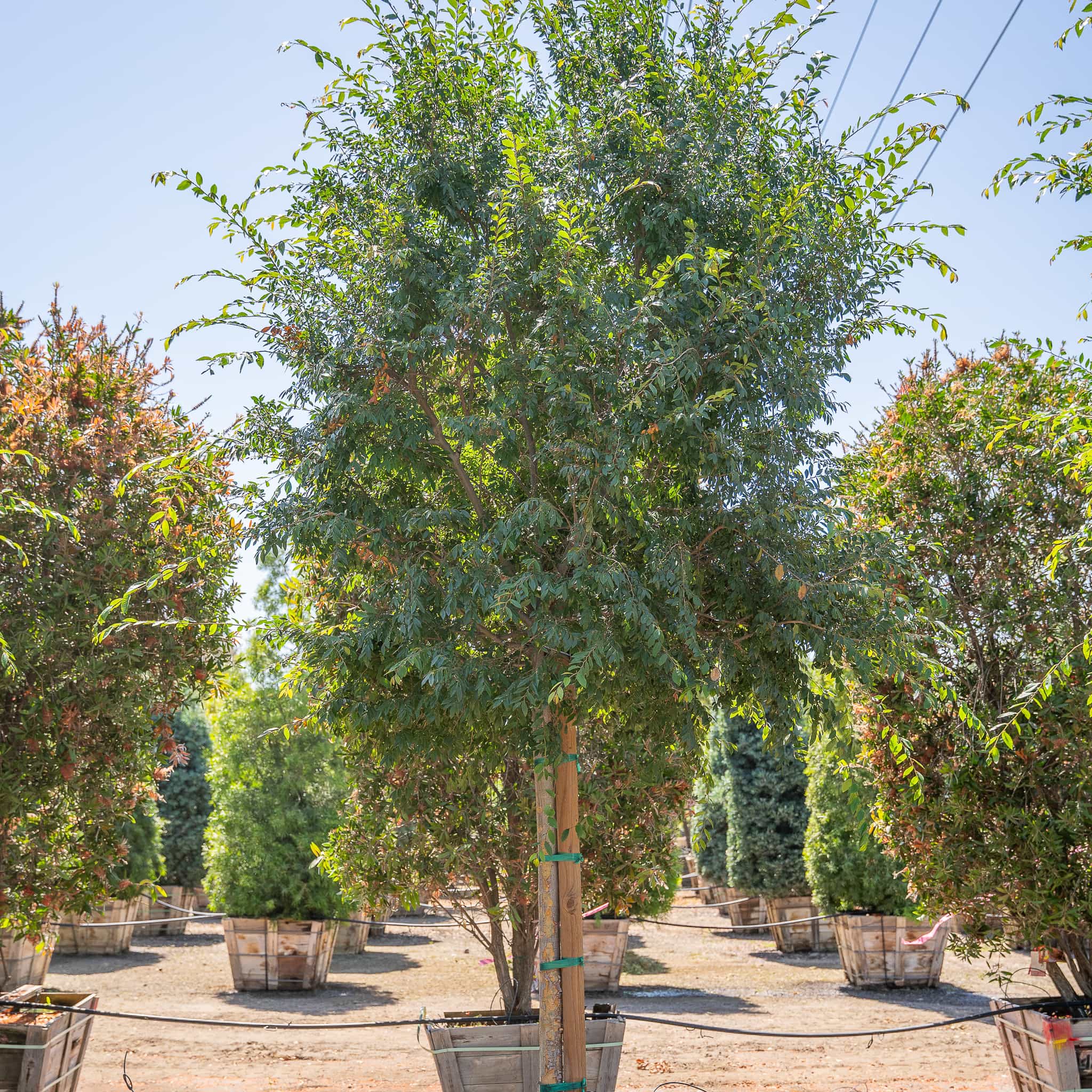 Chinese Elm