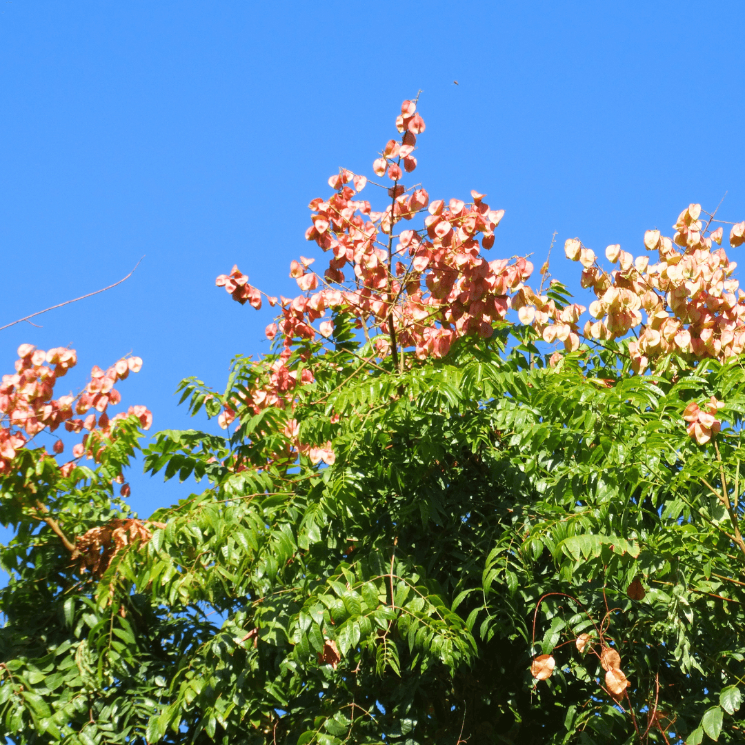 Chinese Flame Tree Canopy