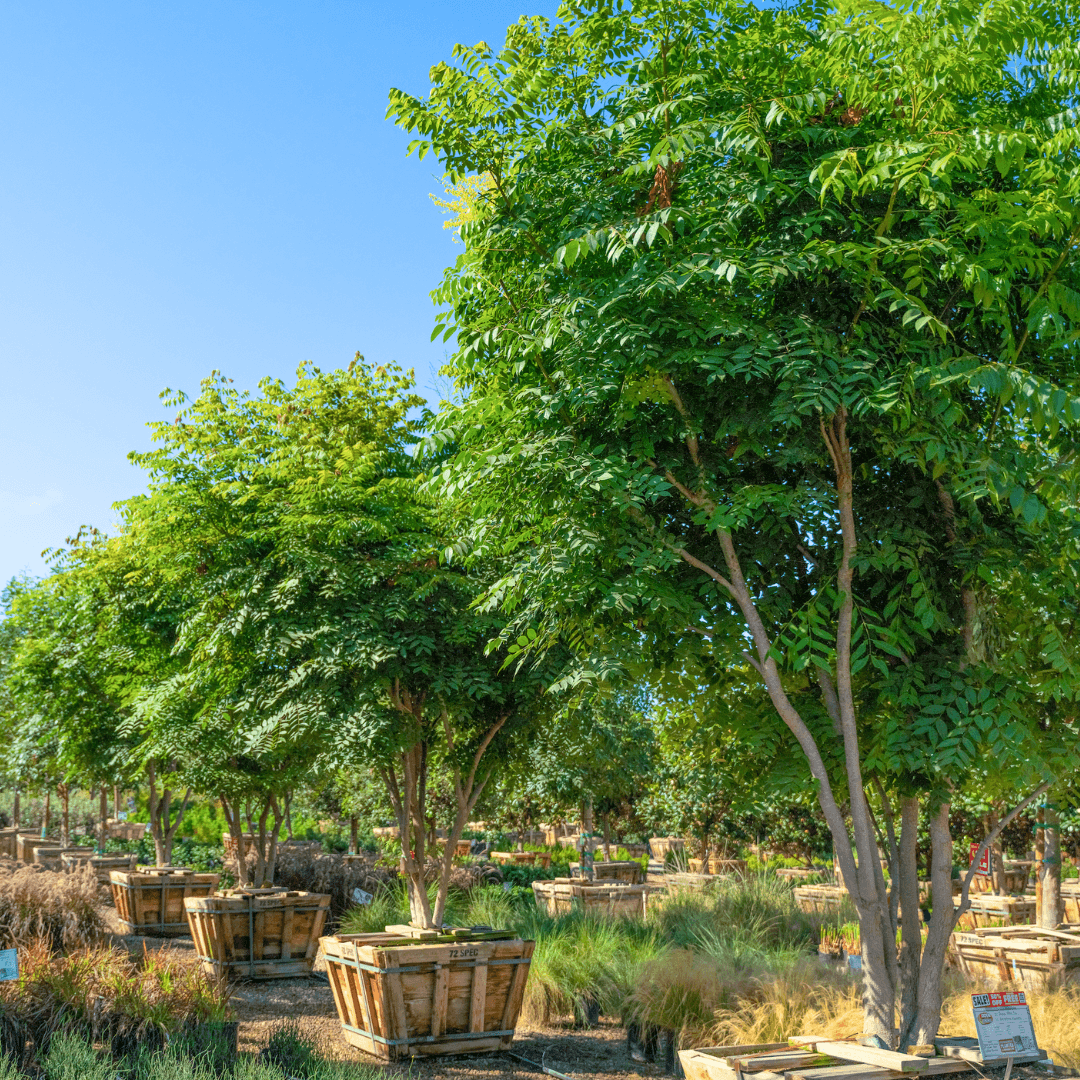 Chinese Flame Trees