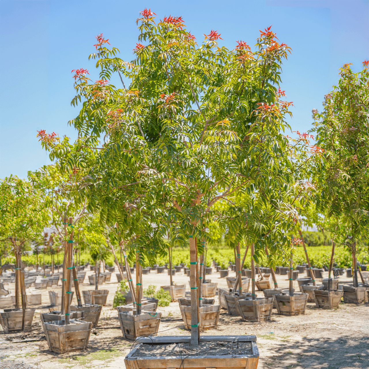 Chinese Pistache | Fast Growers | Moon Valley Nurseries