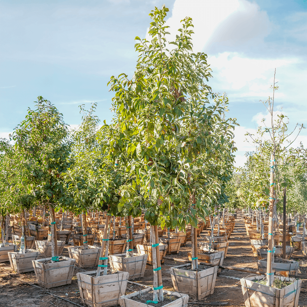 Chinquapin Oak | Oak Trees | Moon Valley Nurseries