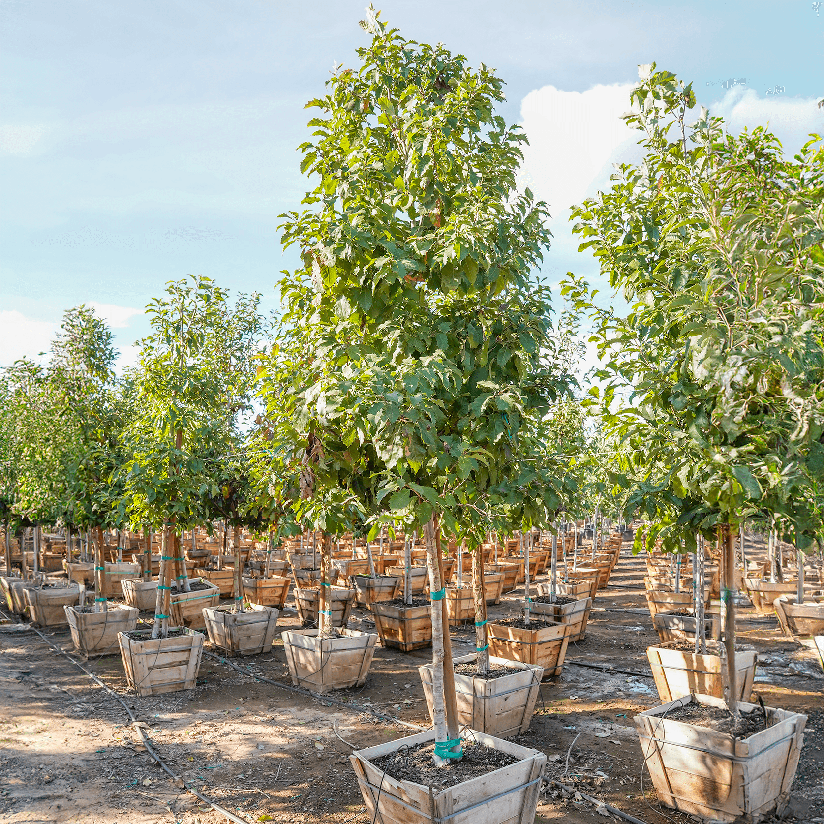 Chinquapin Oak single