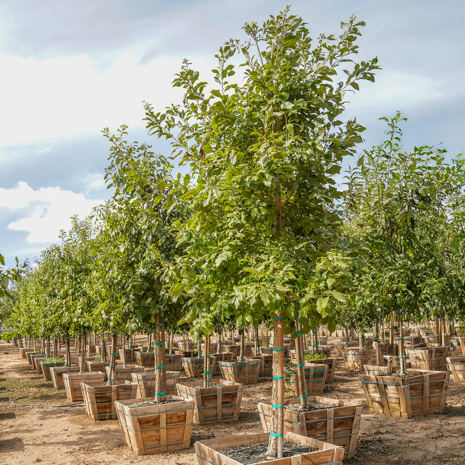 Chinquapin Oak rows