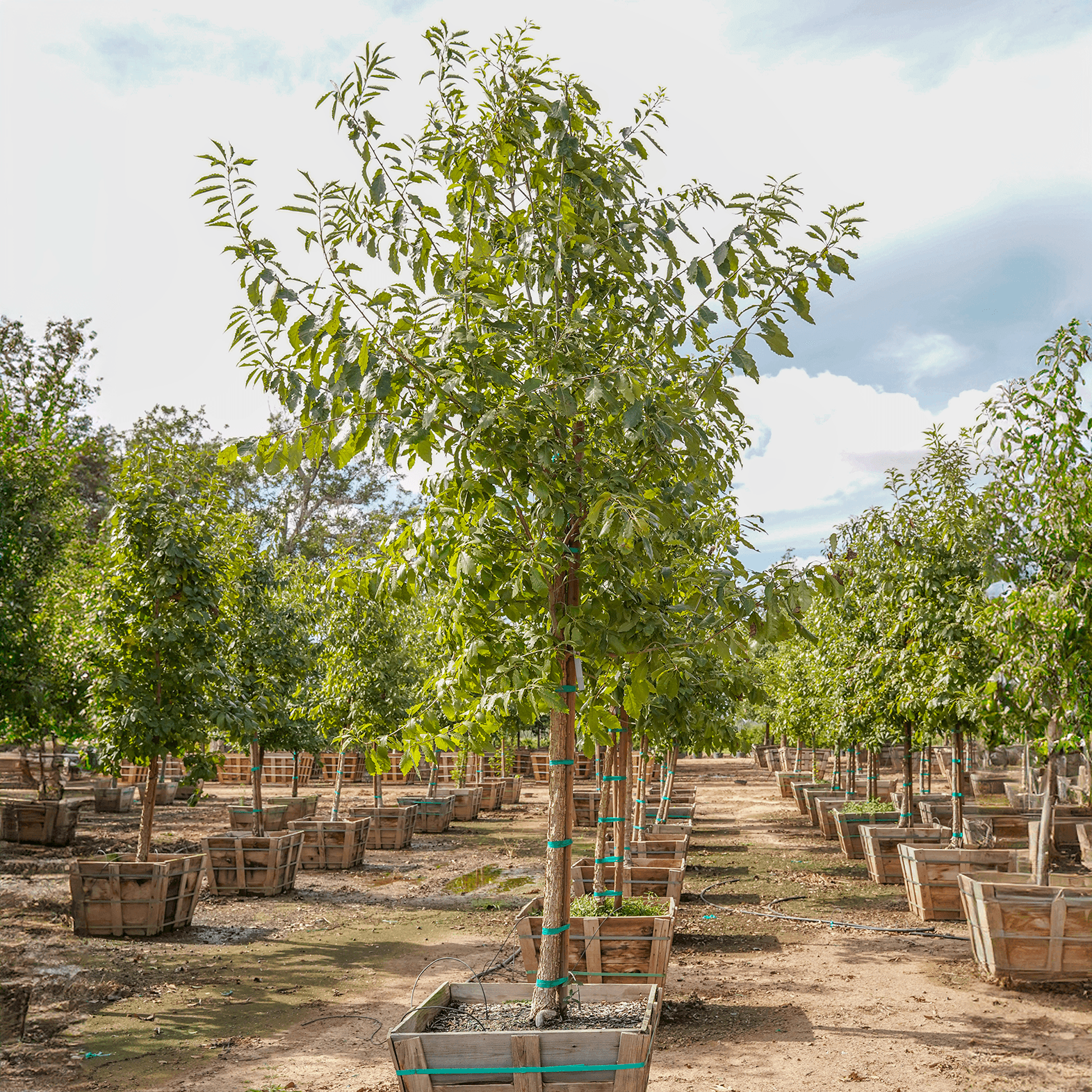 Chinquapin Oak single 48