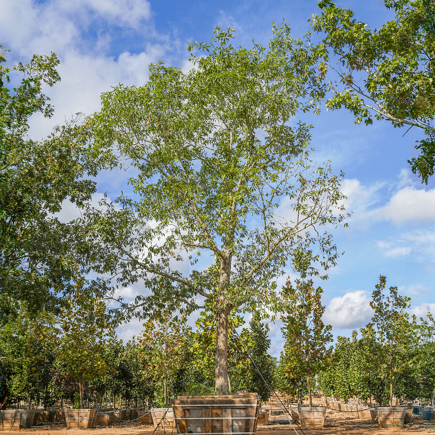 Chinquapin Oak specimen