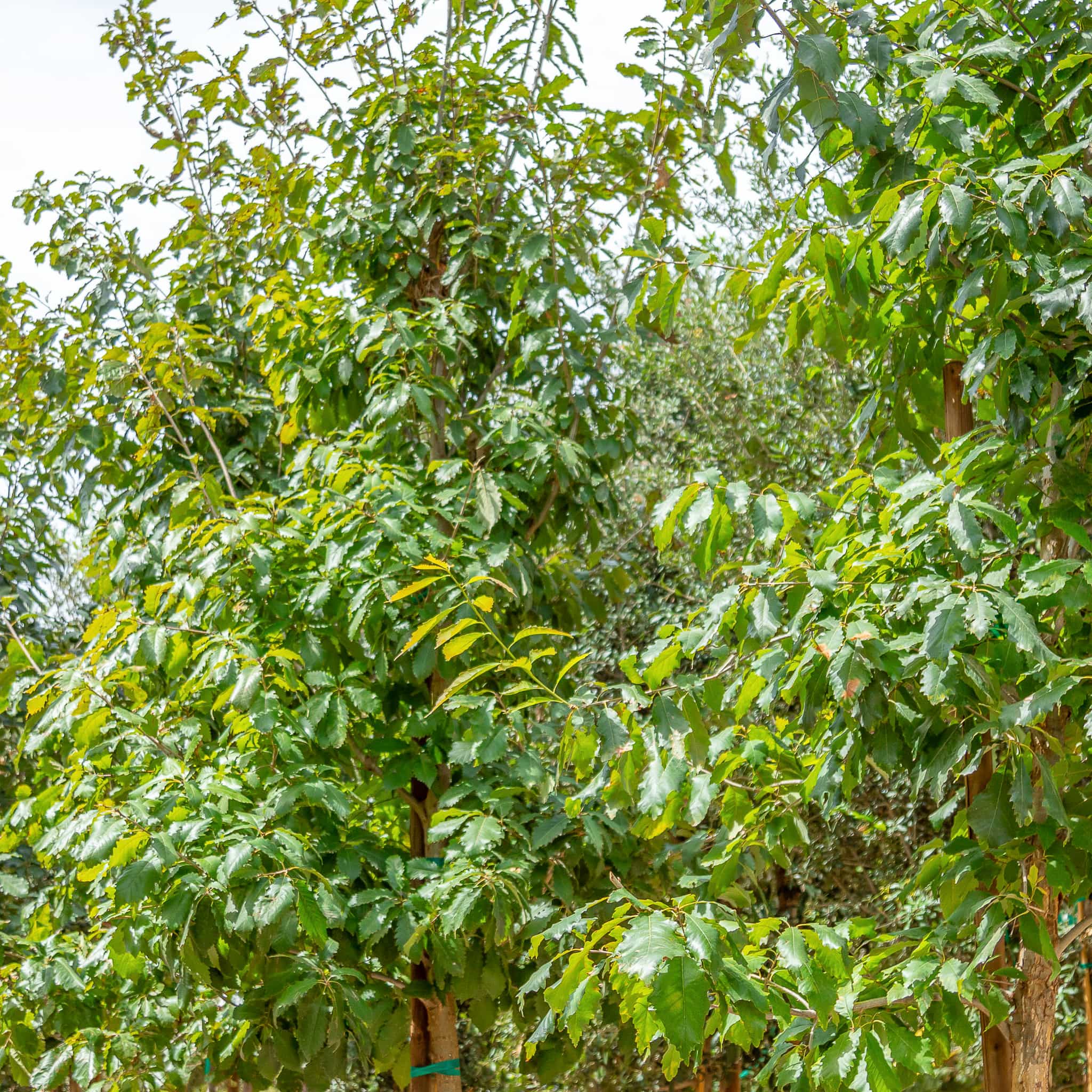 Chinquapin Oak leaves