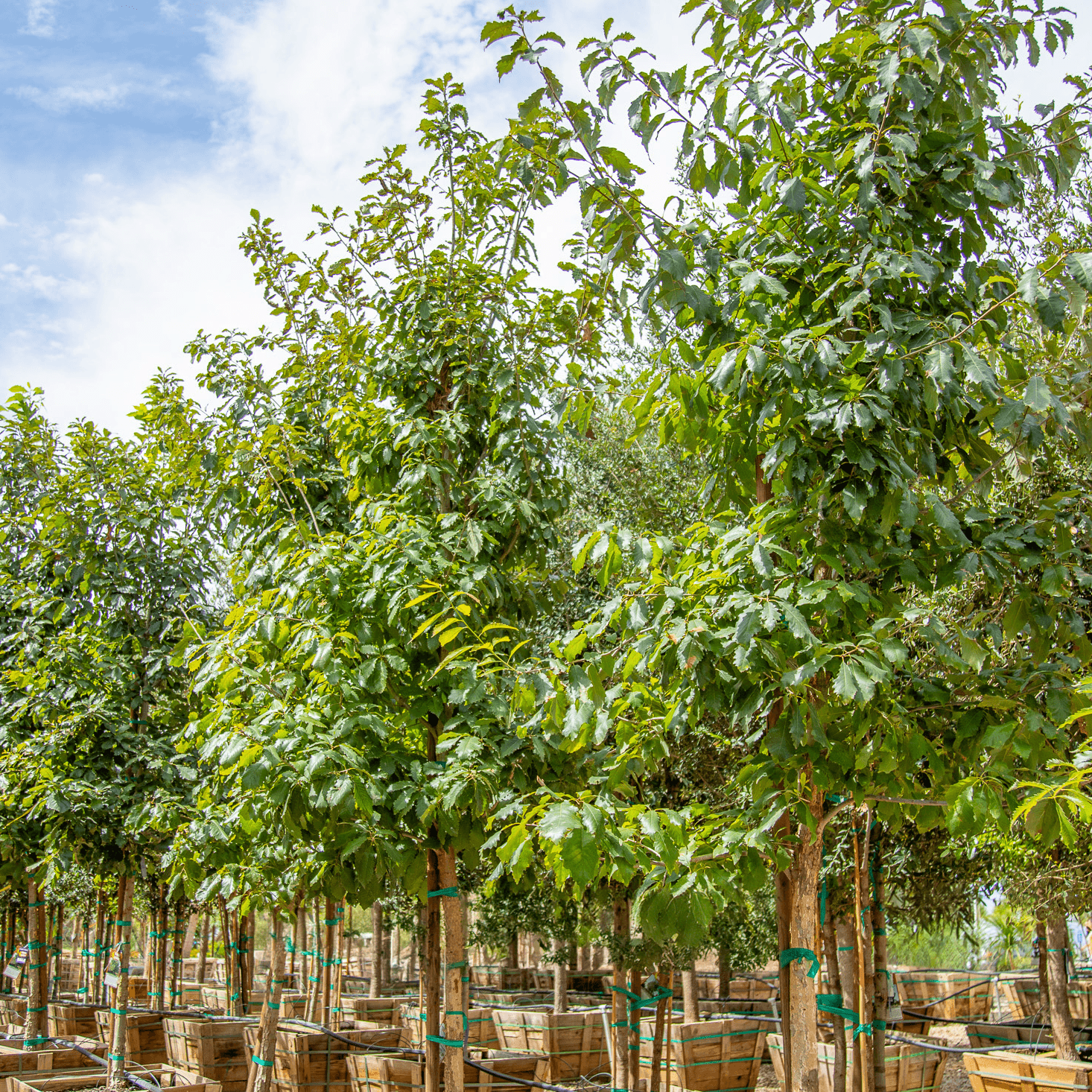 Chinquapin Oak row