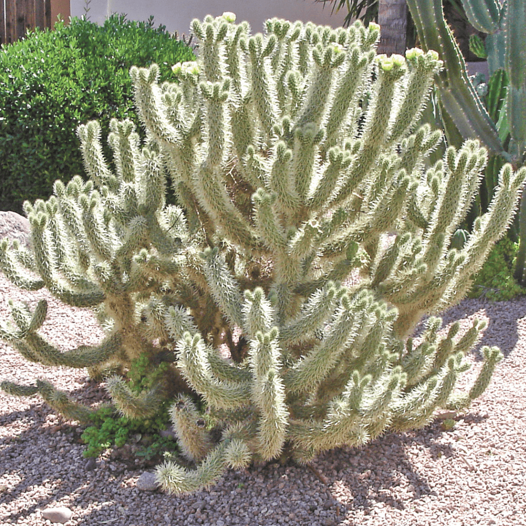 Mature Cholla Cactus Planted