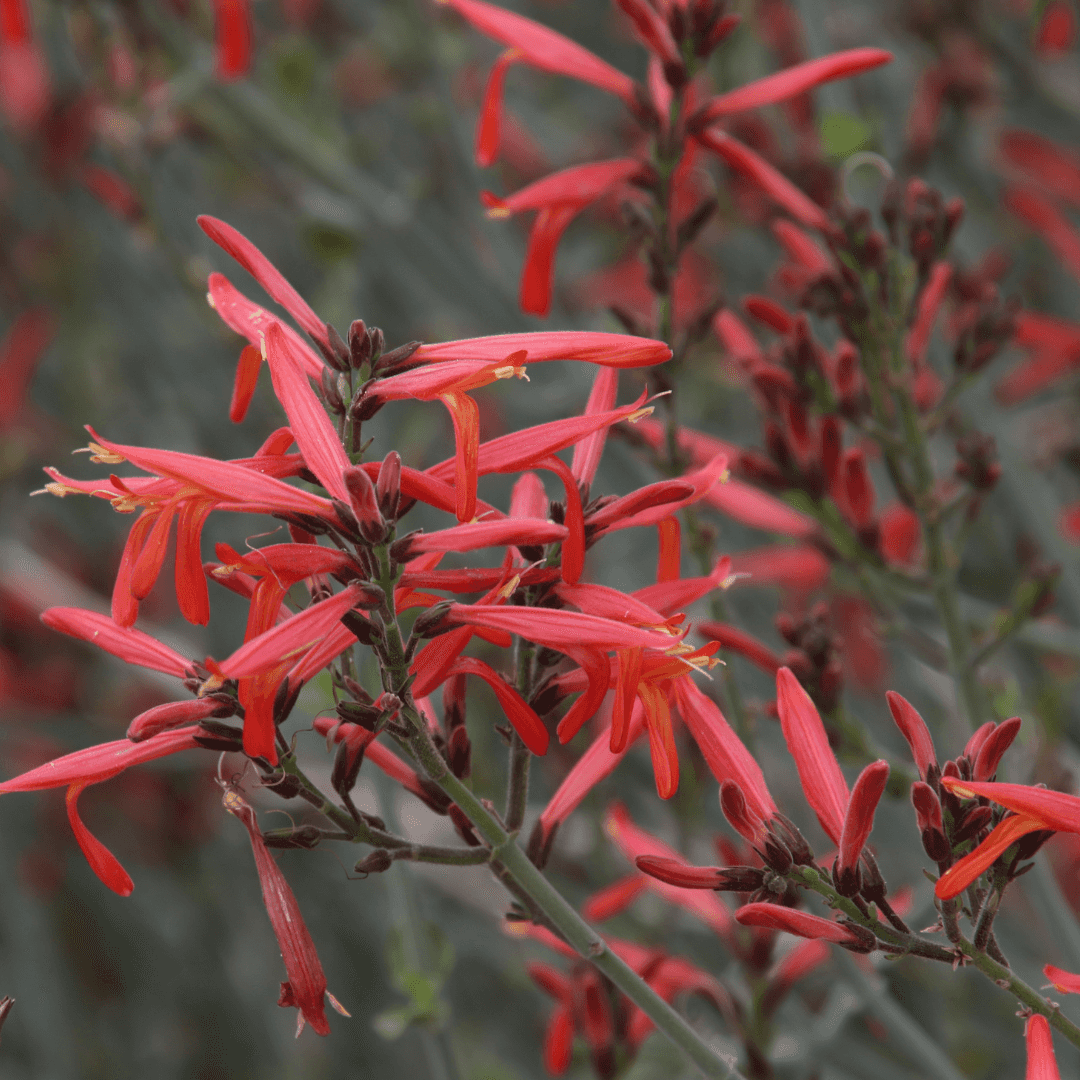 Beautiful Blooming Chuparosa Plant