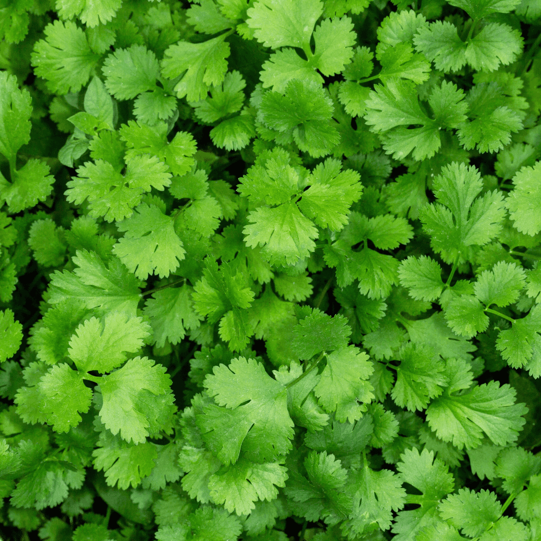 Leafy Green Cilantro Plant