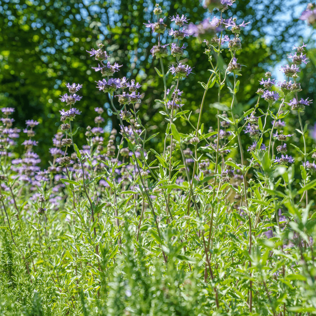 Mature Beautiful Blooming Cleveland Sage With Vibrant Purple Flowers