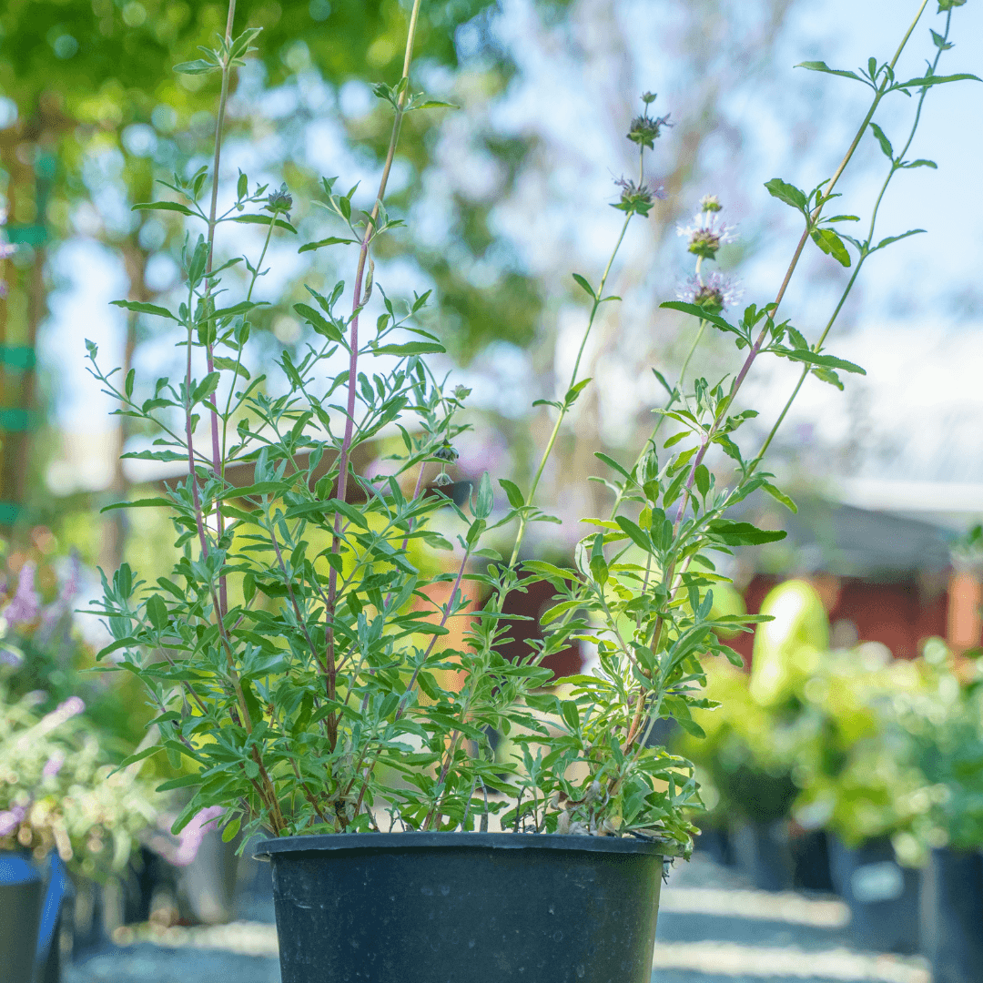 Beautiful Blooming Cleveland Sage Plant with Vibrant Purple Flowers