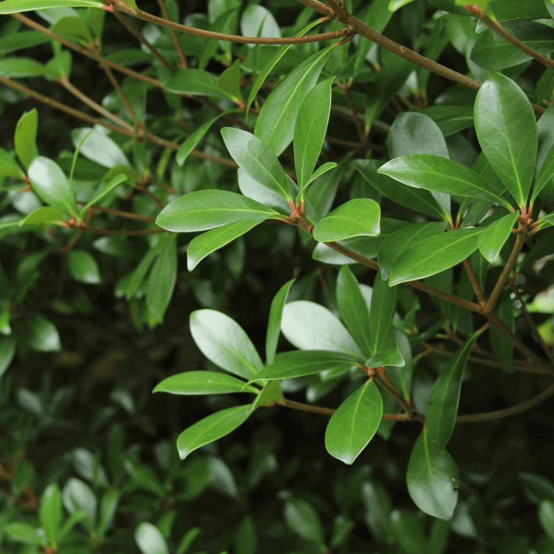 Mature and Dense Cleyera Plant planted with Green Foliage