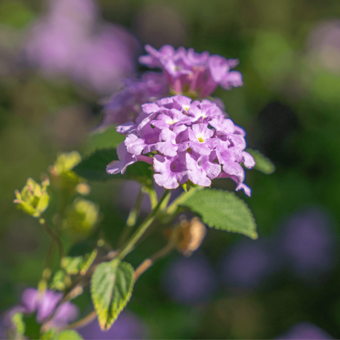 Close Up Of Purple Lantana