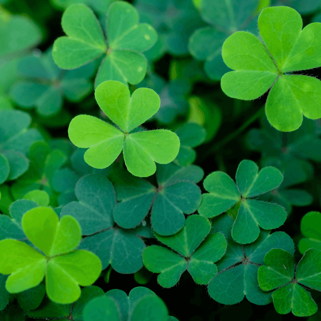 Lush Green Clover Plant