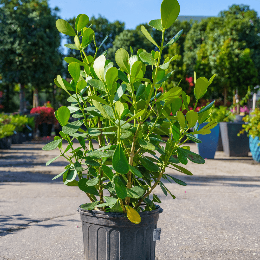 Single Clusia Plant Potted in Nursery