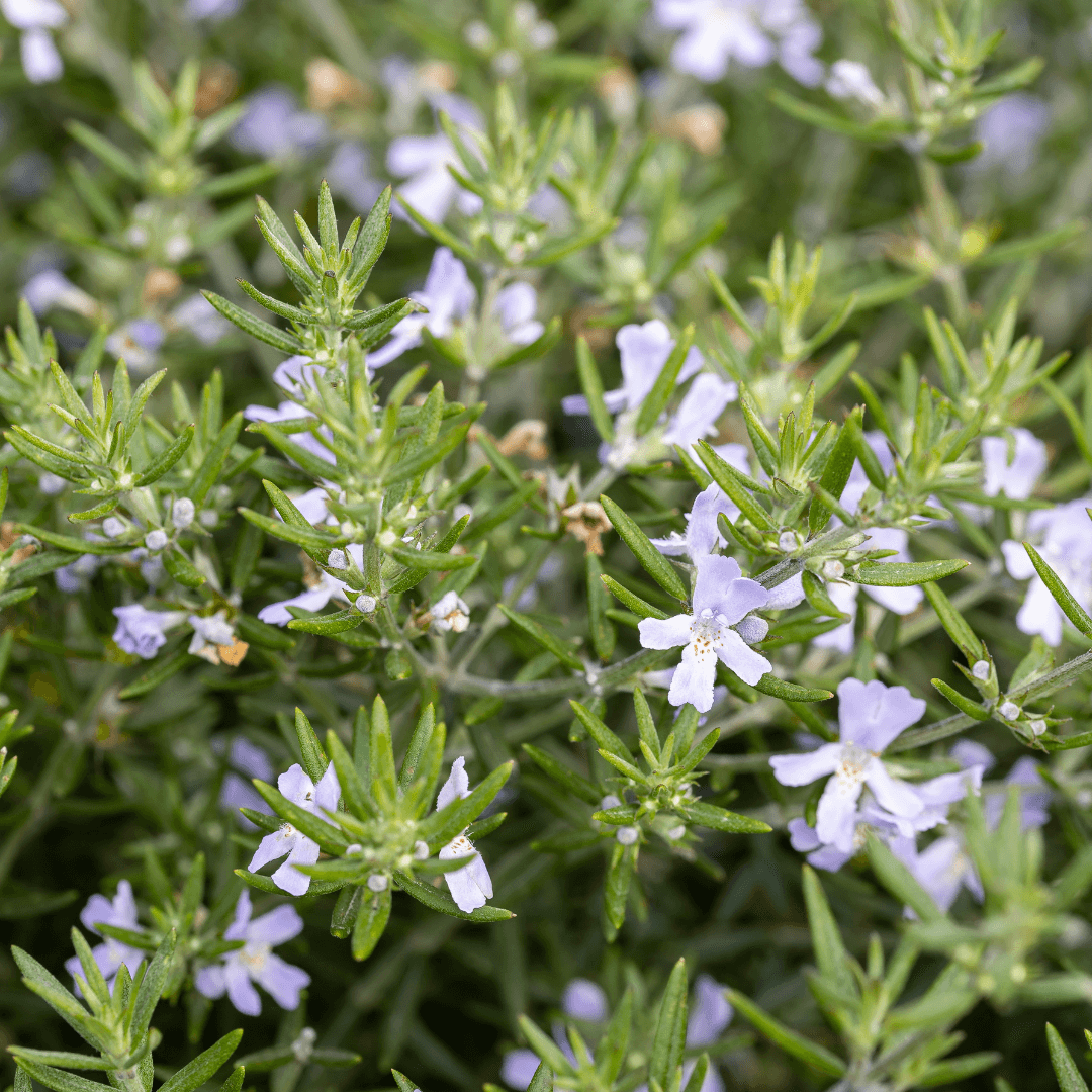 Beautiful Blooming Coast Rosemary