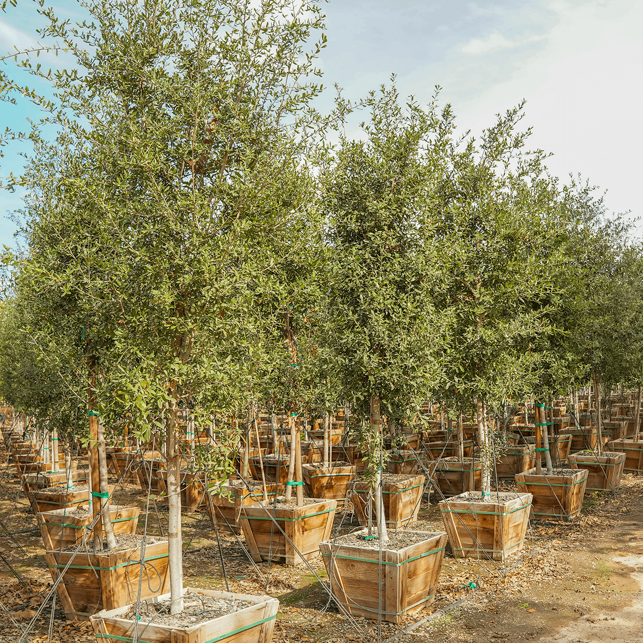 Coastal Live Oak row
