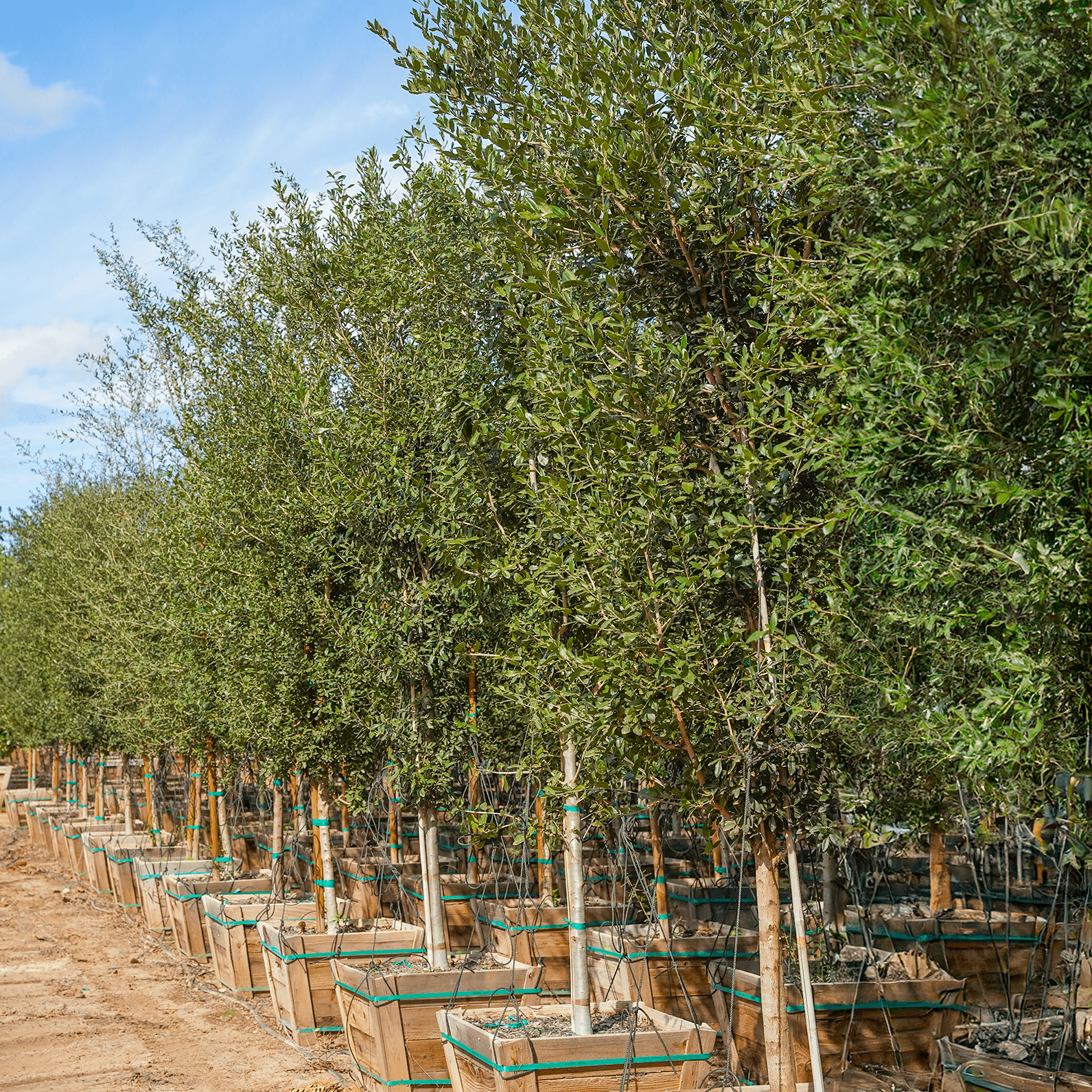 Coastal Live Oak row
