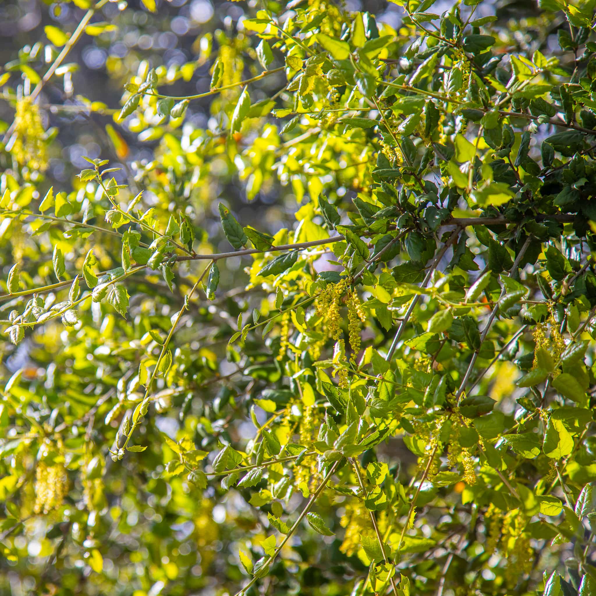 Coastal Live Oak leaves
