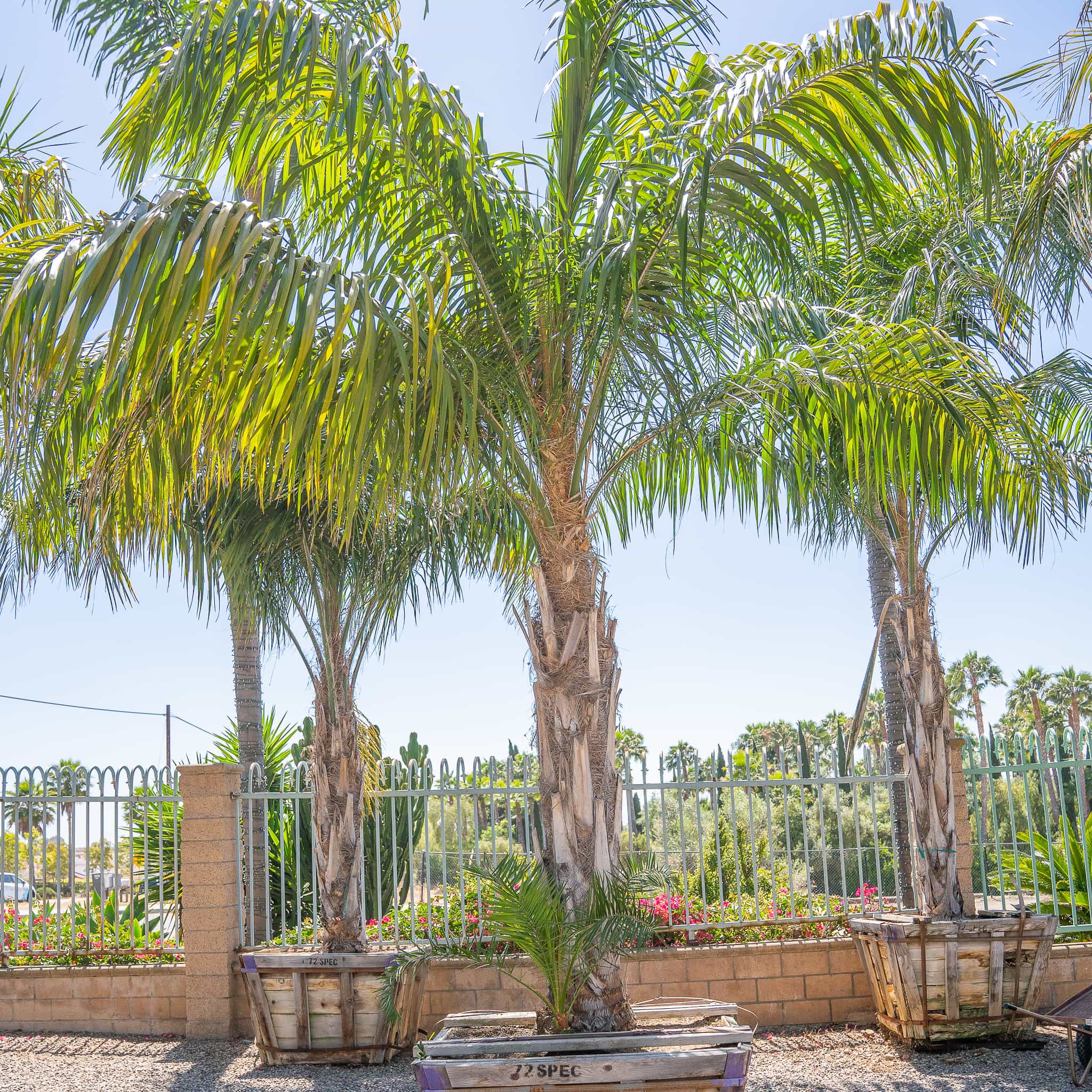Coconut Palm