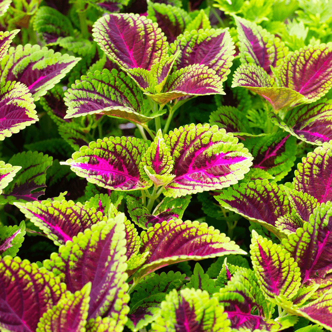 Colorful Potted Coleus Plant