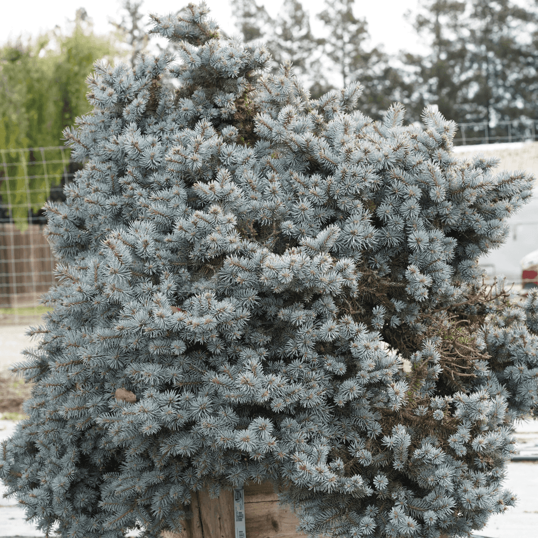 Beautiful Mature Colorado Spruce Potted