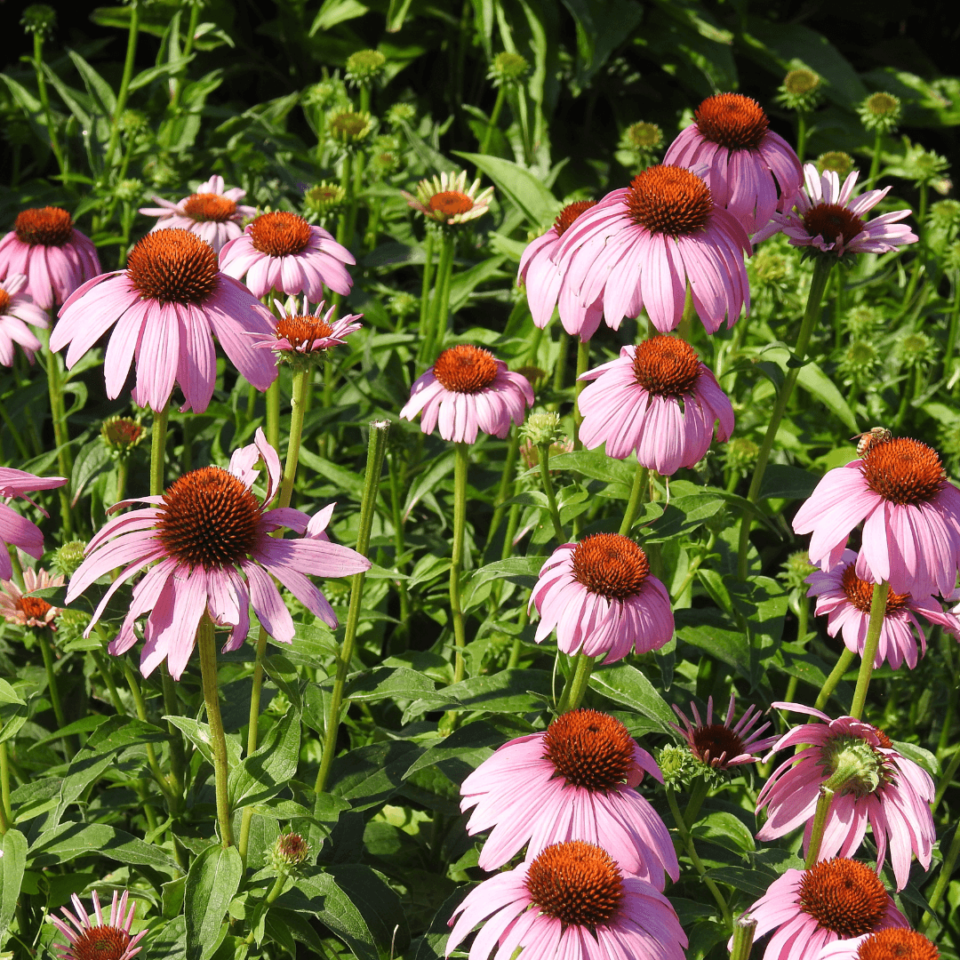 Beautiful Mature and Blooming Coneflower Plant with Pink Flowers