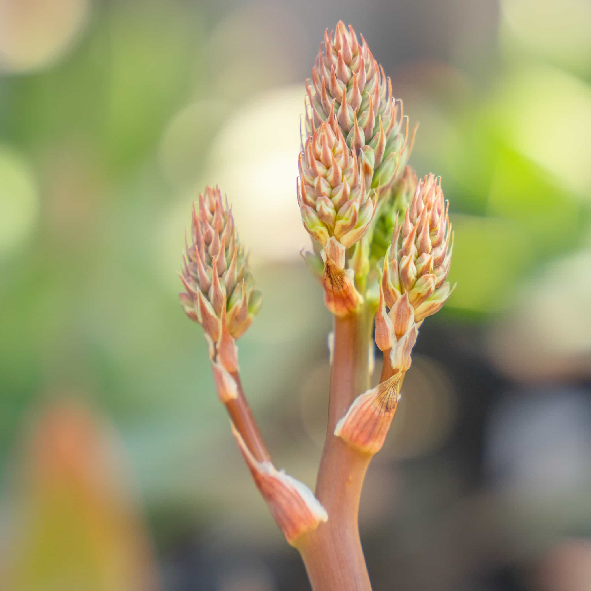 Coral Aloe
