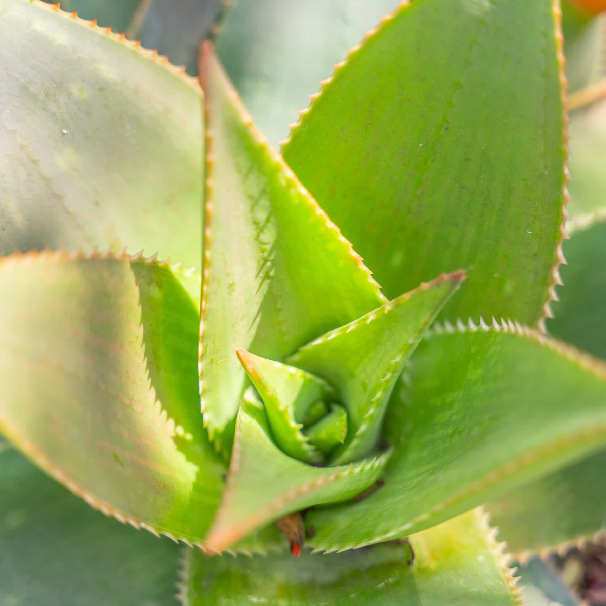 Coral Aloe