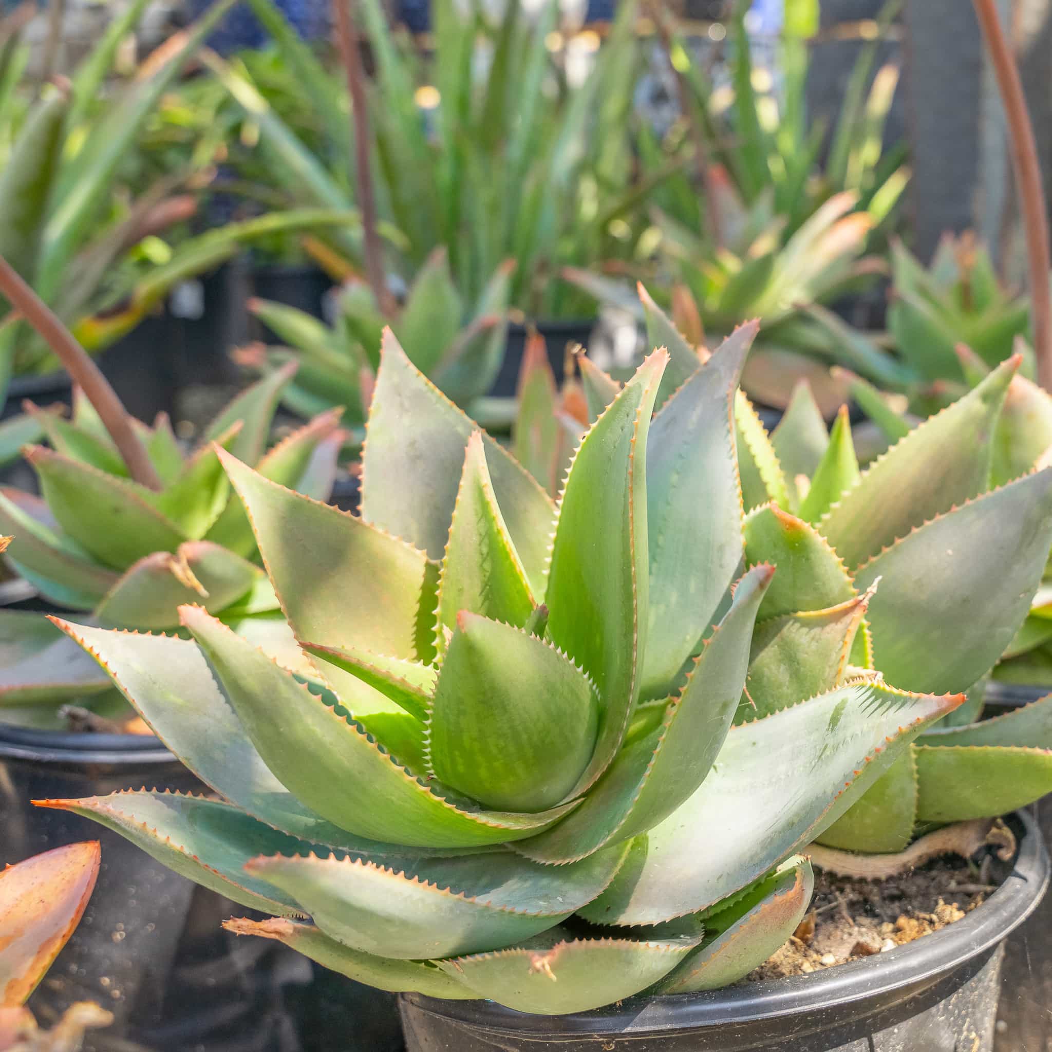 Coral Aloe
