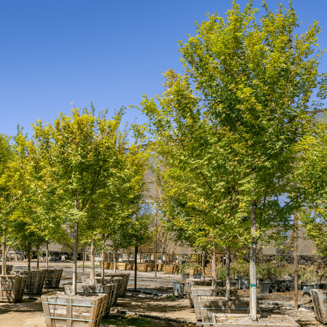 Mature Coral Bark Maple Trees in a Row 