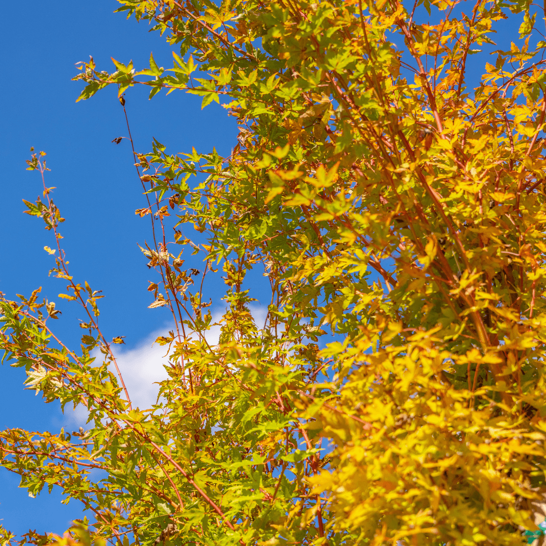Coral Bark Japanese Maple with Gorgeous Fall Color