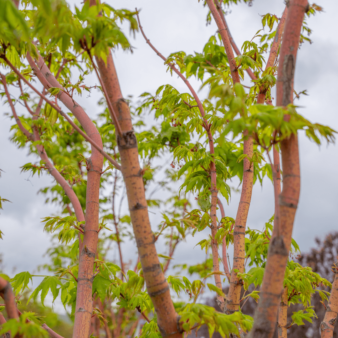 Coral Bark Japanese Maple Trunk with Gorgeous Color